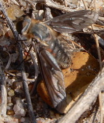 Poecilanthrax californicus