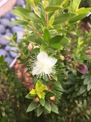 Myrtus