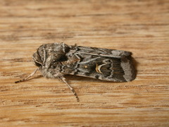 Proteuxoa oxygona