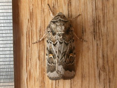 Proteuxoa oxygona