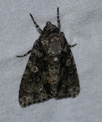 Acronicta brumosa