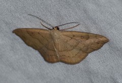 Semaeopus gracilata