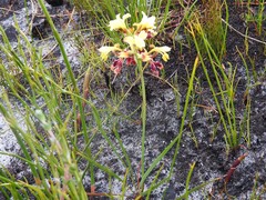 Tritoniopsis parviflora parviflora
