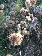 Daucus carota