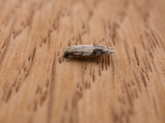 Tracholena sulfurosa