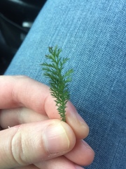 Achillea millefolium