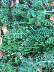 Achillea millefolium