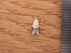 Tracholena sulfurosa