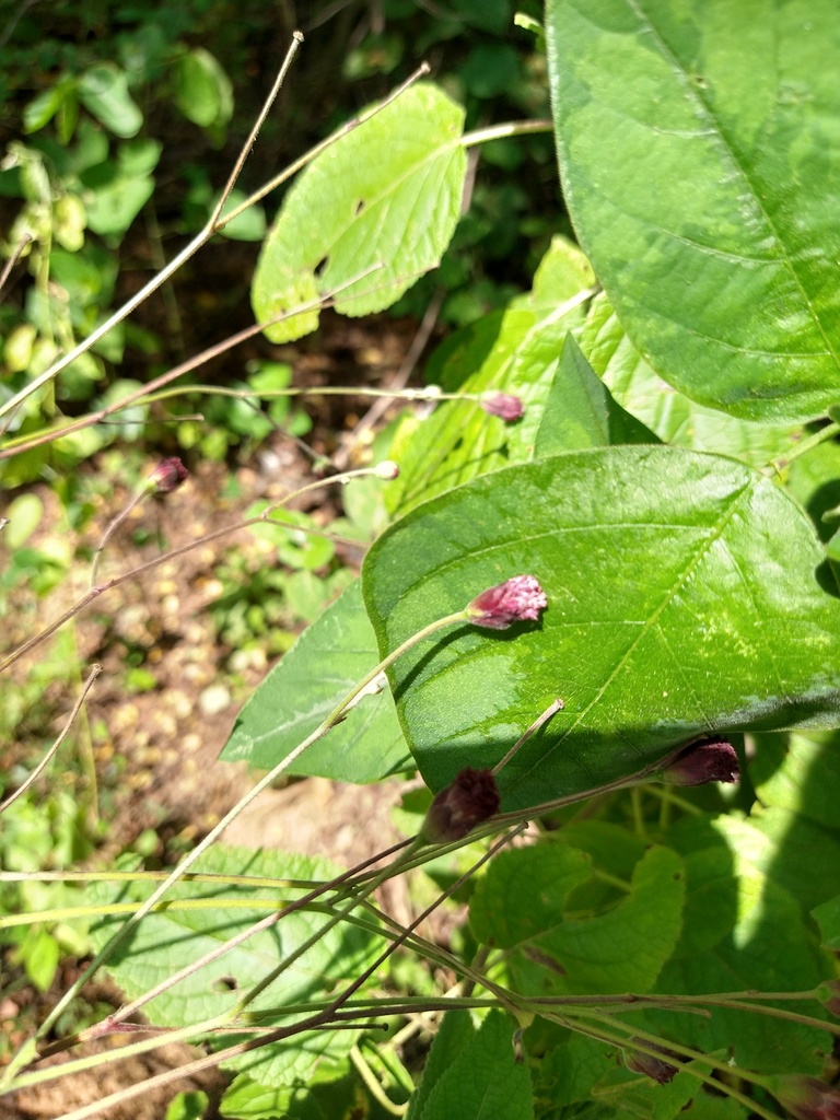Florestina latifolia