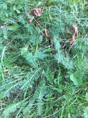 Achillea millefolium