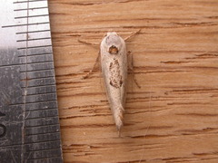 Tymbophora peltastis