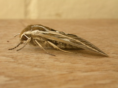 Hyles livornicoides