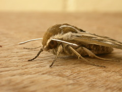 Hyles livornicoides