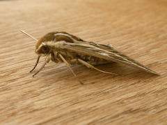 Hyles livornicoides