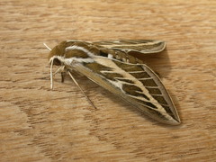 Hyles livornicoides