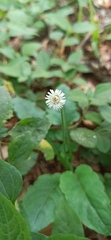 Chaptalia nutans