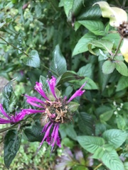 Monarda didyma