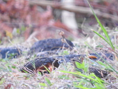 Coturnix delegorguei