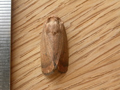 Proteuxoa porphyrescens