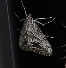 Evergestis simulatilis
