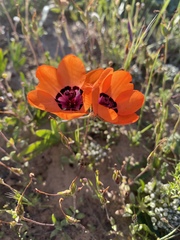 Sparaxis elegans