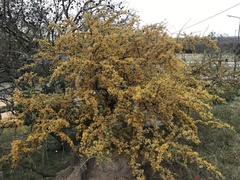 Geoffroea decorticans