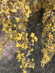 Geoffroea decorticans