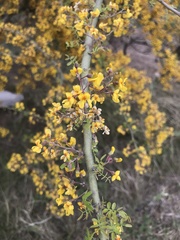 Geoffroea decorticans