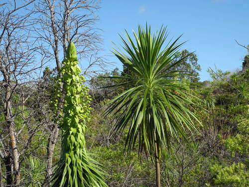 Wilkesia gymnoxiphium