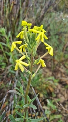 Lyperia lychnidea