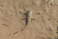 Periophthalmus modestus