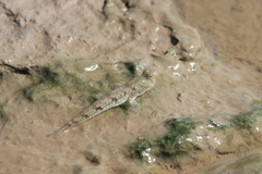 Periophthalmus modestus