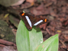 Adelpha iphiclus iphiclus