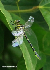 Cyclogomphus