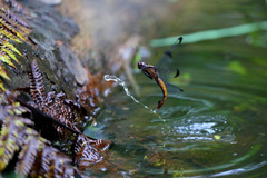 Thermorthemis madagascariensis
