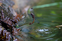 Thermorthemis madagascariensis