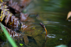 Thermorthemis madagascariensis
