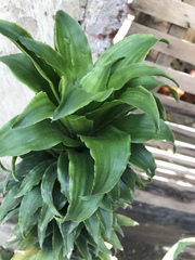 Dracaena fragrans compacta