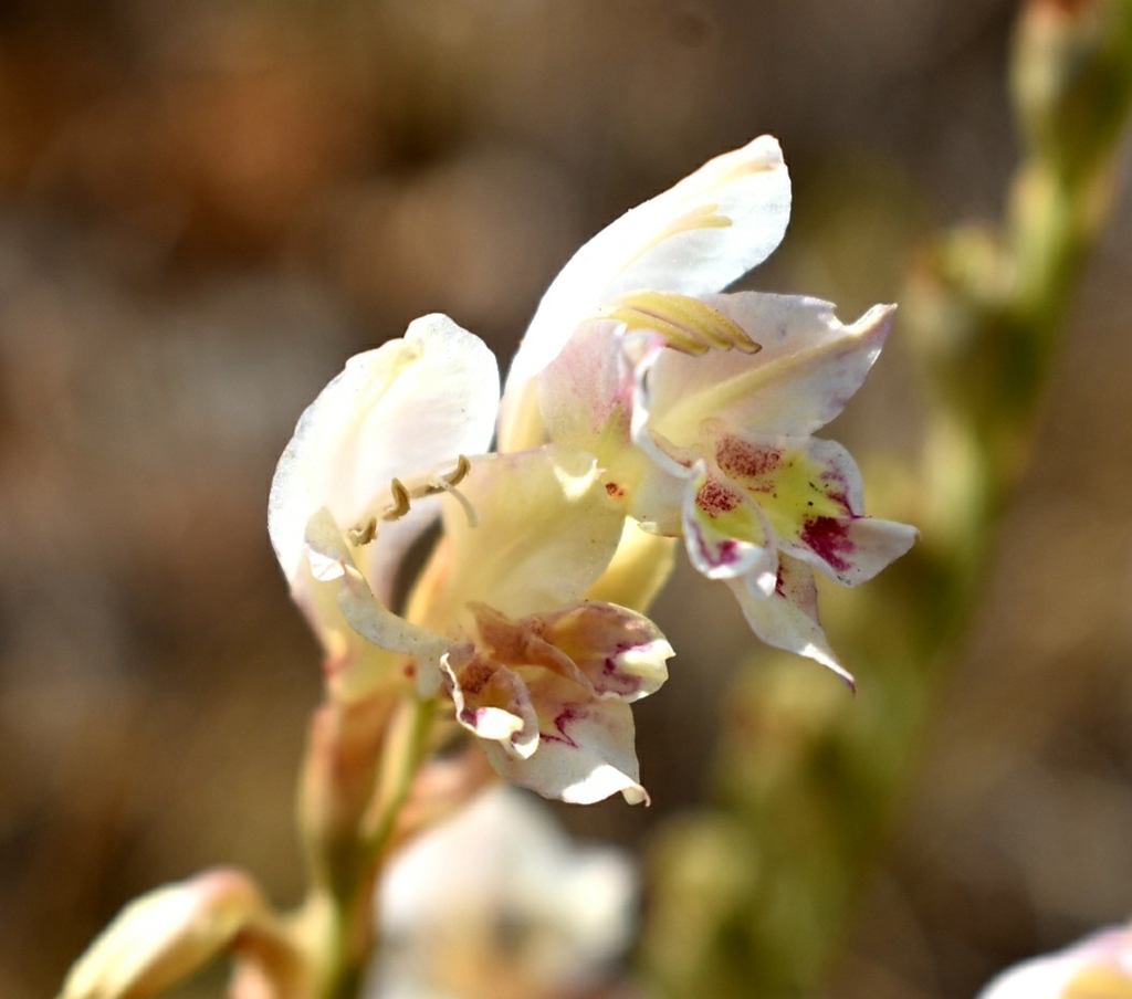 Gladiolus vernus from Albert Luthuli Local Municipality, South Africa