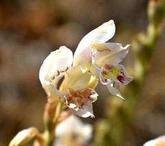 Gladiolus vernus