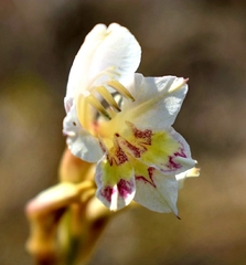Gladiolus vernus