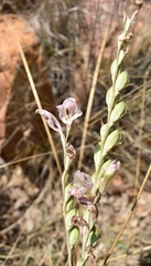 Gladiolus vernus