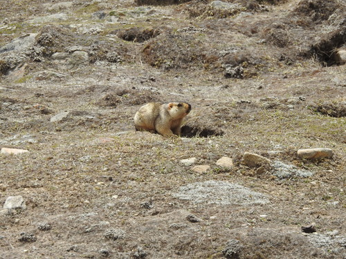 Himalayan Marmot