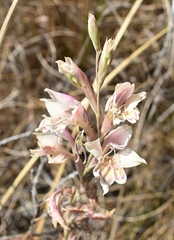 Gladiolus vernus