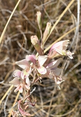 Gladiolus vernus