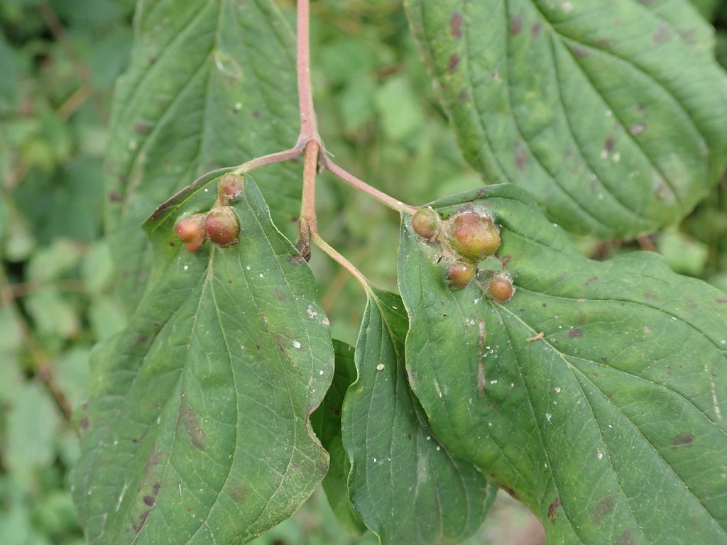Dogwood Rivet Gall