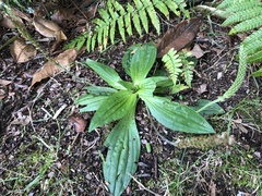Plantago australis