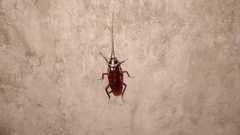 Periplaneta australasiae