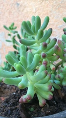 Sedum pachyphyllum