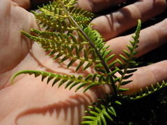 Pityrogramma austroamericana